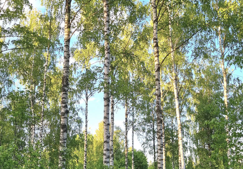 Birch trees